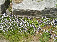 Mazus Reptans (fam. Scrophulariacees) (Himalaya) (1) (Photo F. Mrugala)